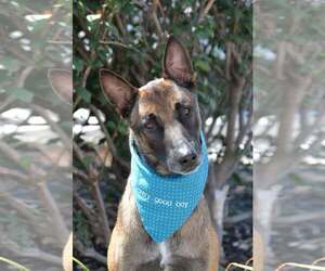 Mutt Dogs for adoption in Gretna, NE, USA