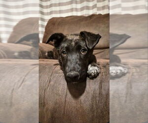 Mutt Dogs for adoption in Imlay City, MI, USA