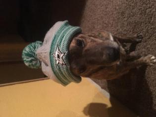 American Pit Bull Terrier Dogs for adoption in BULLARD, TX, USA