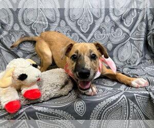 Black Mouth Cur-Unknown Mix Dogs for adoption in Bryant, AR, USA