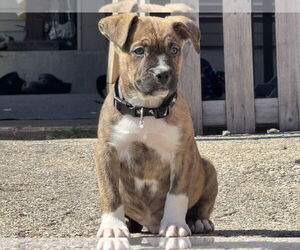 Huskies -Labrador Retriever Mix Dogs for adoption in Mechanicsburg, PA, USA