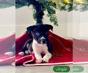 Siberian Husky-Unknown Mix Dogs for adoption in Sanford, FL, USA