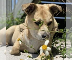 Labrador Retriever-Unknown Mix Dogs for adoption in Freeport, FL, USA