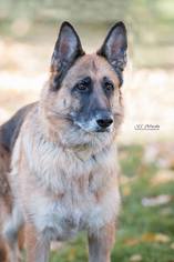 German Shepherd Dog Dogs for adoption in Salt Lake City, UT, USA
