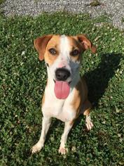 Treeing Walker Coonhound Dogs for adoption in Palmetto, FL, USA
