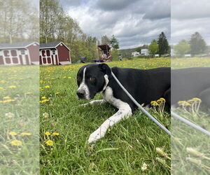 Labrador Retriever Dogs for adoption in Benton, PA, USA