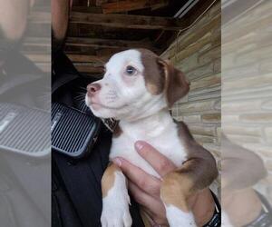 American Staffordshire Terrier-Unknown Mix Dogs for adoption in San Antonio, TX, USA