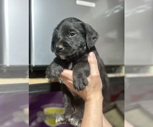 Labrador Retriever-Unknown Mix Dogs for adoption in Mouth Of Wilson, VA, USA
