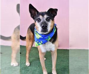 German Shepherd Dog Dogs for adoption in Bakersfield, CA, USA