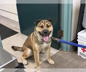 Labrador Retriever Dogs for adoption in Pasadena, CA, USA