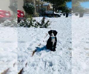 Border Collie Dogs for adoption in San Antonio, TX, USA