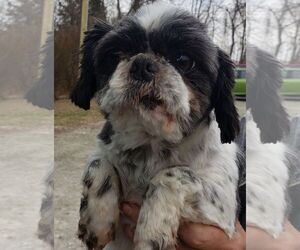 Shih Tzu Dogs for adoption in Smithfield, PA, USA