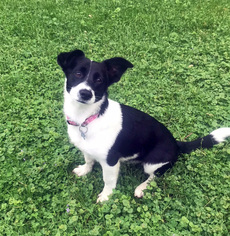 Border Collie Dogs for adoption in Maple Grove, MN, USA