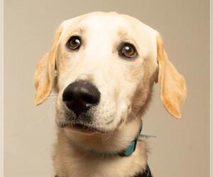 Labrador Retriever Dogs for adoption in Eden Prairie, MN, USA