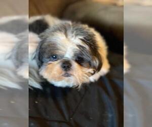 Shih Tzu Dogs for adoption in Los Banos, CA, USA