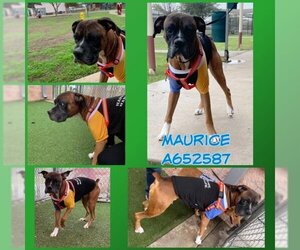 Boxer Dogs for adoption in San Antonio, TX, USA