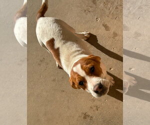 Beagle Dogs for adoption in Apple Valley, CA, USA