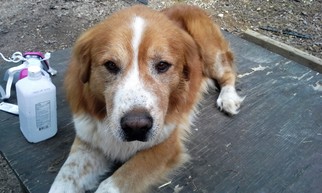 Small Labrador Retriever Mix