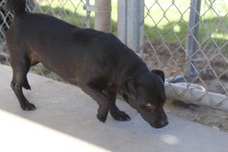 Dachshund Dogs for adoption in Albany, GA, USA