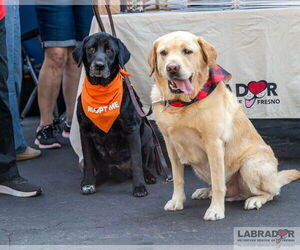 Labrador Retriever Dogs for adoption in Clovis, CA, USA