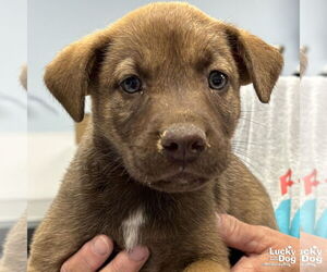 Mutt Dogs for adoption in Washington, DC, USA