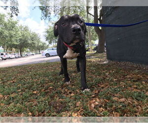 American Pit Bull Terrier Dogs for adoption in West Palm Beach, FL, USA