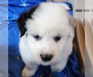 Mutt Dogs for adoption in Lafayette, CA, USA