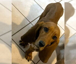 Basset Hound Dogs for adoption in Deepwater, NJ, USA