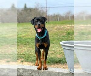 Rottweiler Dogs for adoption in Center Township, PA, USA