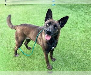 Mutt Dogs for adoption in Orange, CA, USA