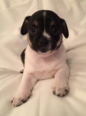 Chi-Corgi Dogs for adoption in Jarrettsville, MD, USA