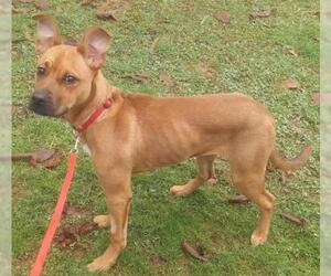Bullboxer Pit Dogs for adoption in Ceres, VA, USA