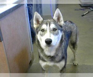 - Mix Dogs for adoption in Sacramento, CA, USA