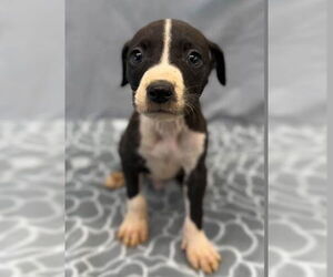 American Staffordshire Terrier-Unknown Mix Dogs for adoption in Lakewood, CO, USA