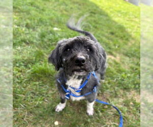 Poodle (Miniature)-Unknown Mix Dogs for adoption in Boston, MA, USA