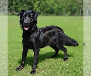 Golden Retriever-Unknown Mix Dogs for adoption in Talladega, AL, USA