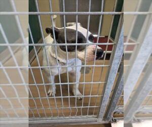 Mutt Dogs for adoption in Texas City, TX, USA