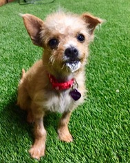 Mutt Dogs for adoption in Sun Valley, CA, USA