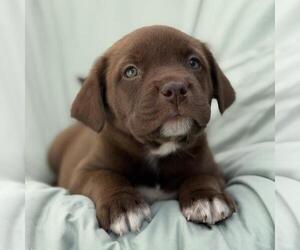 Labrador Retriever-Unknown Mix Dogs for adoption in San Diego, CA, USA