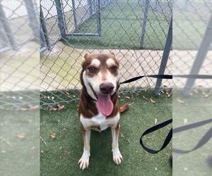 Siberian Husky-Unknown Mix Dogs for adoption in Texas City, TX, USA