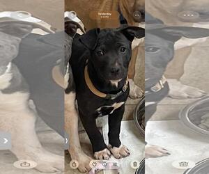 Catahoula Leopard Dog-Unknown Mix Dogs for adoption in Social Circle, GA, USA