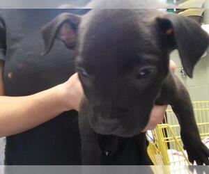 Mutt Dogs for adoption in Tulsa, OK, USA