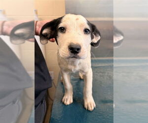 Pointer-Unknown Mix Dogs for adoption in Mobile, AL, USA