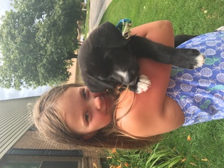 Medium Photo #1 Borador Puppy For Sale in Livonia, MI, USA