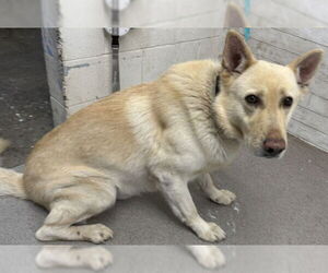 German Shepherd Dog Dogs for adoption in San Bernardino, CA, USA