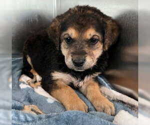 Labrador Retriever-Unknown Mix Dogs for adoption in Fremont, CA, USA