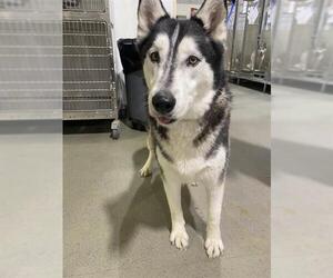 Siberian Husky Dogs for adoption in Bakersfield, CA, USA