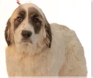 Great Pyrenees-Unknown Mix Dogs for adoption in Brooklyn Center, MN, USA