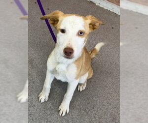 Labrador Retriever-Unknown Mix Dogs for adoption in San Bernardino, CA, USA