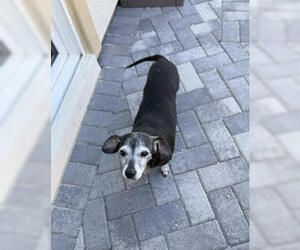 Dachshund Dogs for adoption in Los Angeles, CA, USA